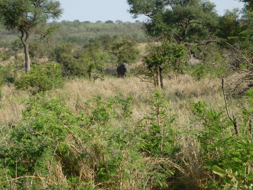 Bull Elephant sentinel.